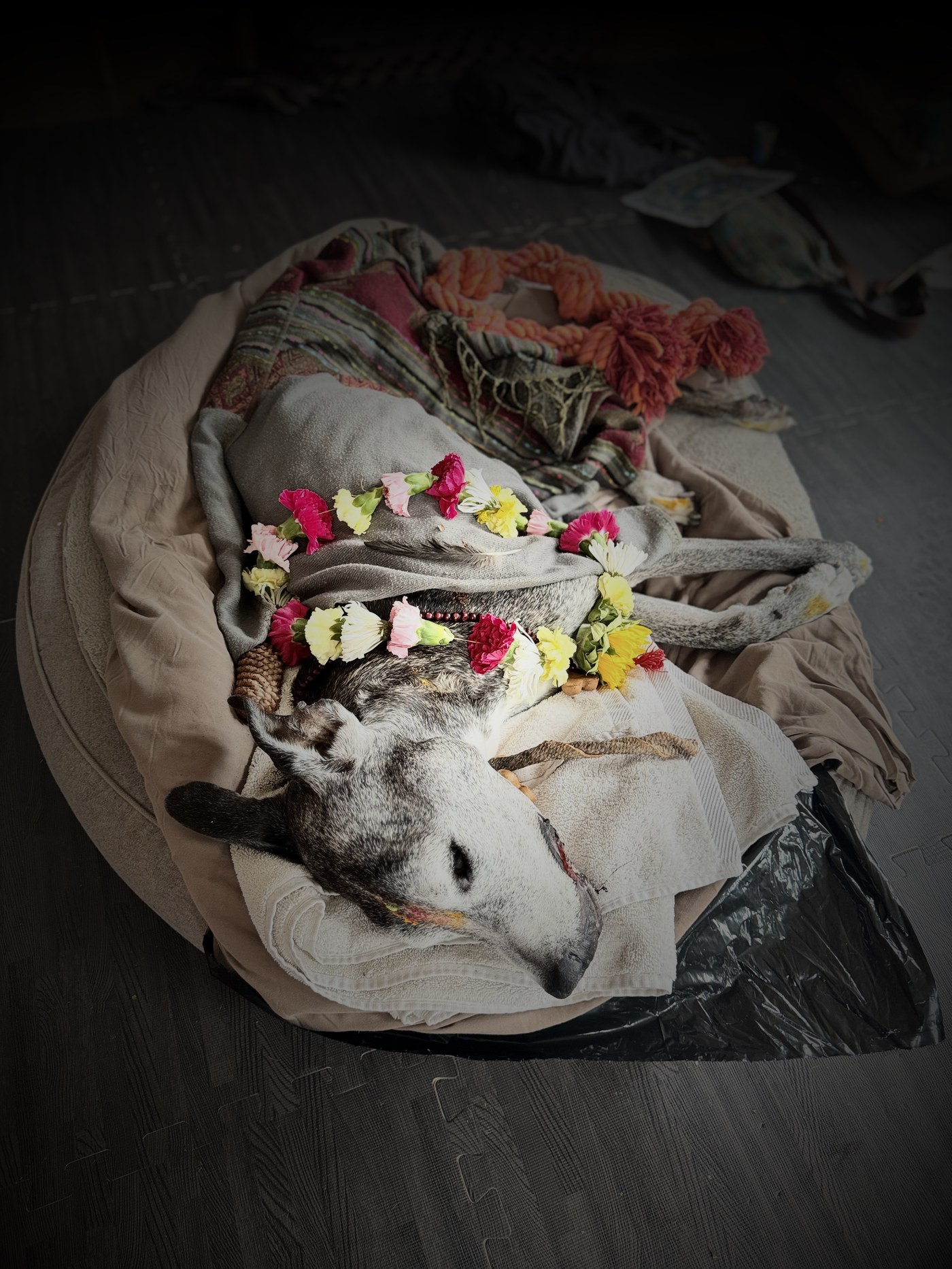 Zen adorned with flowers for his ceremony